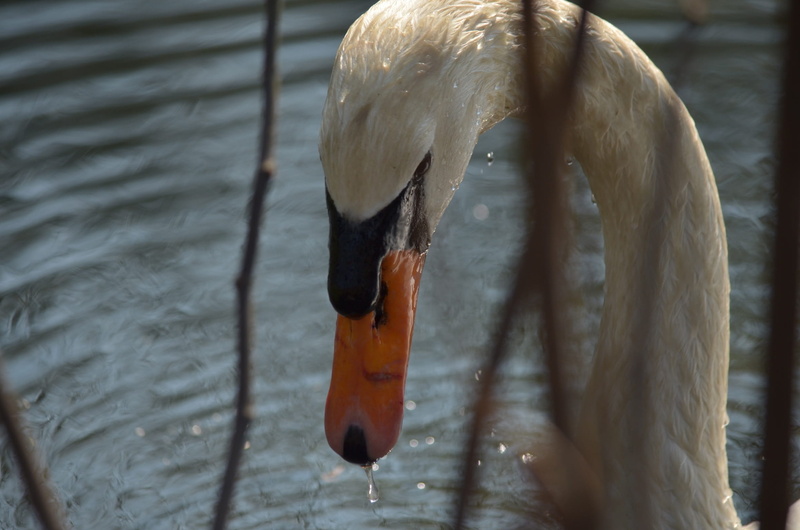no people, @bianco, swan, bird, zoology, nature@, @lago, @lake, focus on foreground, 1080P, @cigno, animal neck, lake, day, @natura, close-up, animal head