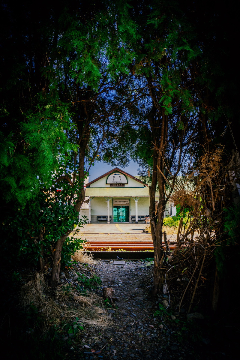 building, trip, 부산, architecture, vignette, 부산여행, tranquility, emotion, nature, outdoors, sel1635z, south korea, growth, plant, fall, street, rawkkim, a7