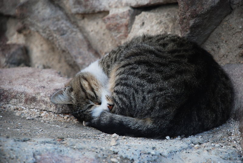 animal, resting, one animal, pets, alley cat, relaxation, tabby, pet, no people, feline, domestic, 4K, domestic cat, whisker, eyes closed, cat, vertebrate
