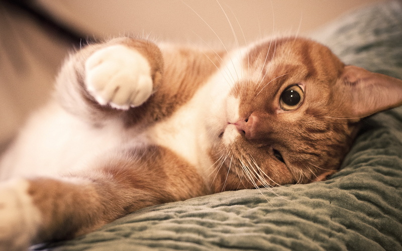 nose, narrowed eyes, Cat, red, paws, 2K