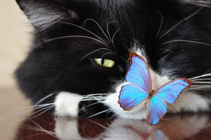 Tomcat, 4K, tail, ., look, cat, bokeh, narrowed, looks, exploring butterfly world, mustache, handsome, muzzle, green eyes, paws, foxy