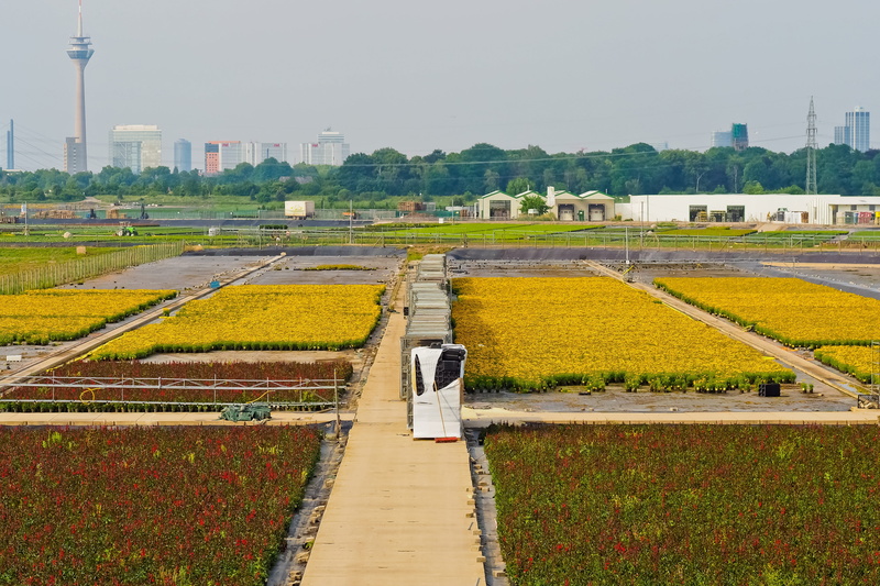 production, agriculture, tree, flower wholesalers, operation, plant, land, field, city, wholesalers, nature, built structure, day, sea of flowers, rural scene