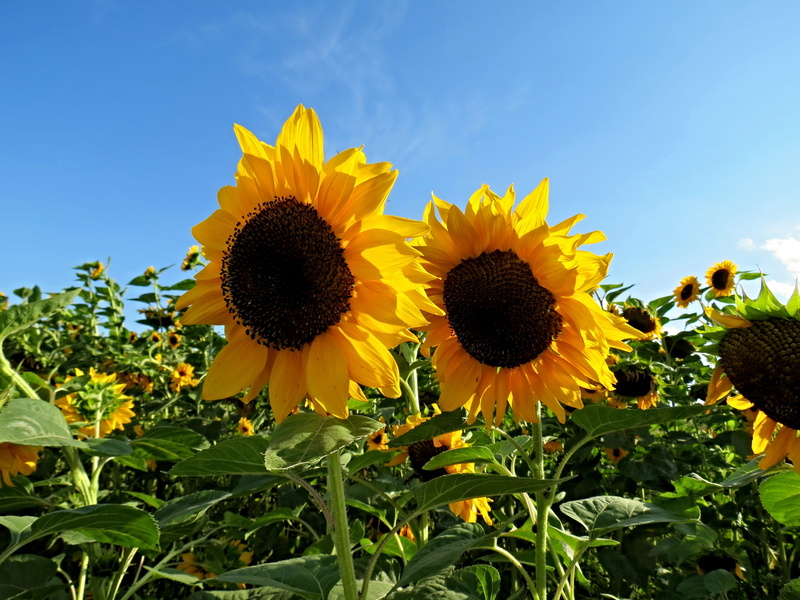plant, cultivation, blue, Sunflower, petal, sunflower field, flowers, beauty in nature, spring, nature, crop, fragility, flowering plant, springtime, plantation