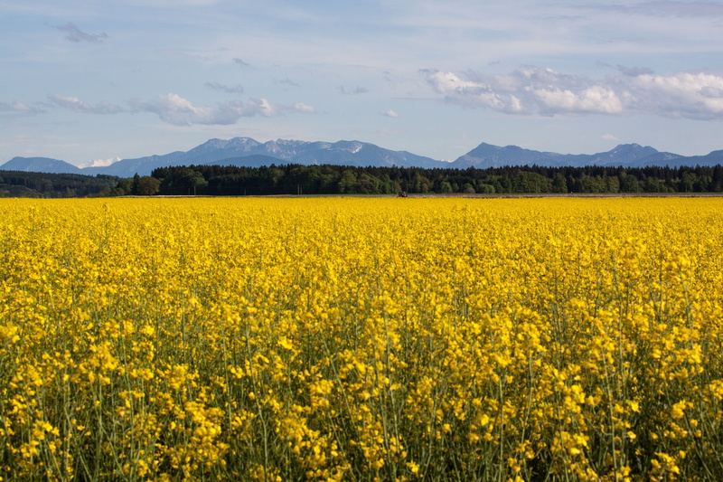 harvest, alpine, rural Scene, no people, mountains, spring, bed, agriculture, petaled, clouds, sky, beauty in nature, tranquility, 4K, yellow, plant, flower