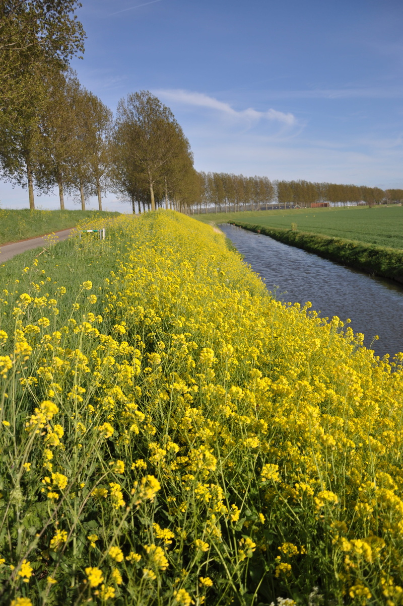 scenics - nature, blue, landscape, crop, springtime, to, scenics, oilseed Rape, molendijk puttershoek, flowerbed, summer, field, plant, tranquility, outdoors