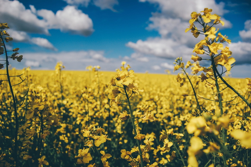 nature, cloud - sky, farm, 2K, land, clouds, fragility, garden, springtime, mustard, growth, field, yellow, agriculture, oilseed rape, crop, plant, tranquility