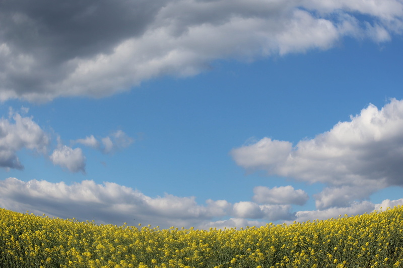 blue, springtime, environment, field, Yellow, Fields, rural scene, cloud - sky, scenics - nature, growth, flowerbed, nature, freshness, tranquility, plant