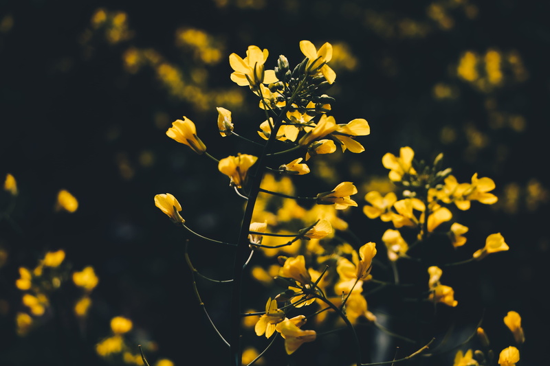 sunlight, flowering plant, asteraceae, selective focus, florals, bouquet, vulnerability, blossom, invertebrate, plant, no people, day, animal, yellow, petal