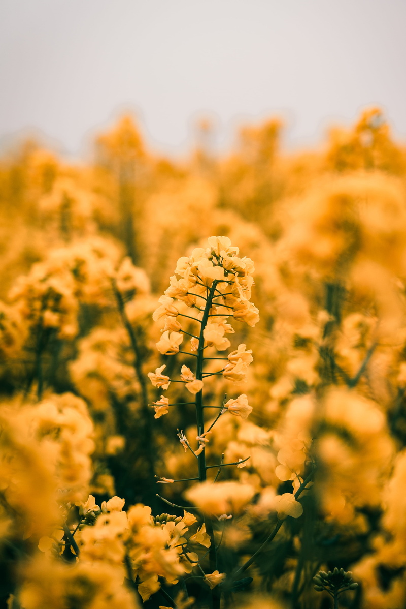 oilseed rape, country, leaf, mustard, landscape, growth, 2K, photography, blossom, land, yellow, no people, beauty in nature, selective focus, daffodil