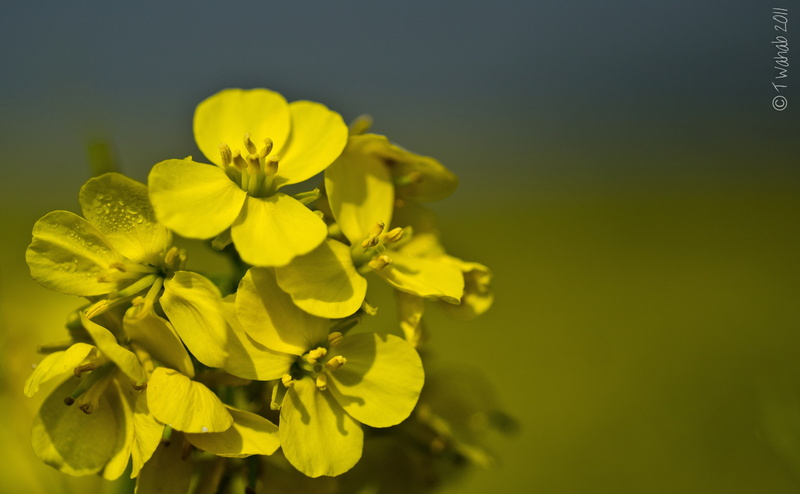 duluvita, petal, inflorescence, fragility, brassicajuncealczern, growth, bangladesh, flowers, flowering plant, beauty, beauty in nature, day, yellow, flower
