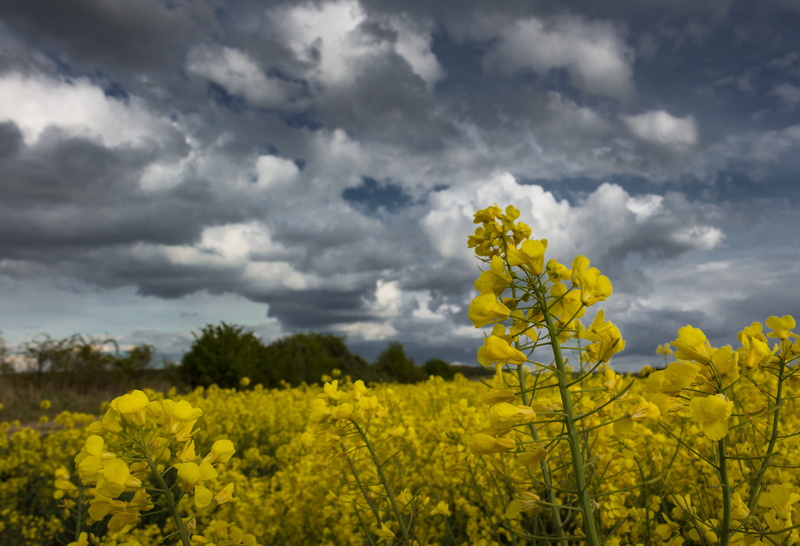 4K, growth, blossom, mustard plant, arable, yellow, crop, sky, scenics - nature, flowering plant, agriculture, Clouds, Field, environment, dramatic clouds