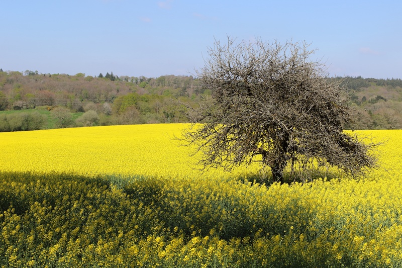 growth, scenics - nature, environment, flower, mustard plant, springtime, prairie, land, no people, landscape, rural scene, beauty in nature, tranquil scene