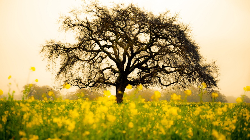 agriculture, outdoors, canola field, nature, no people, morning, plant, landscape, land, flowerbed, springtime, 4K, branch, flower, lone tree, grass, yellow