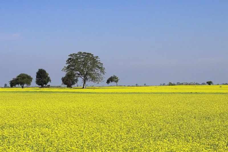 yellow, farm, growth, flower, environment, rural Scene, cultivation, daytime, outdoors, summer, green, scenics - nature, beauty in nature, farming, 2K