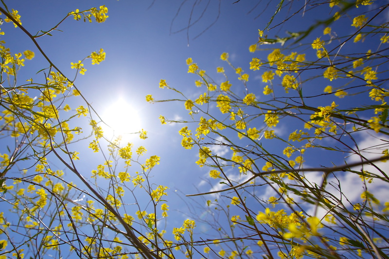 nature, day, angle, plant, low, clear sky, growth, photography, springtime, tree, mustard, landscape, spring, low angle view, bright, branch, blooming