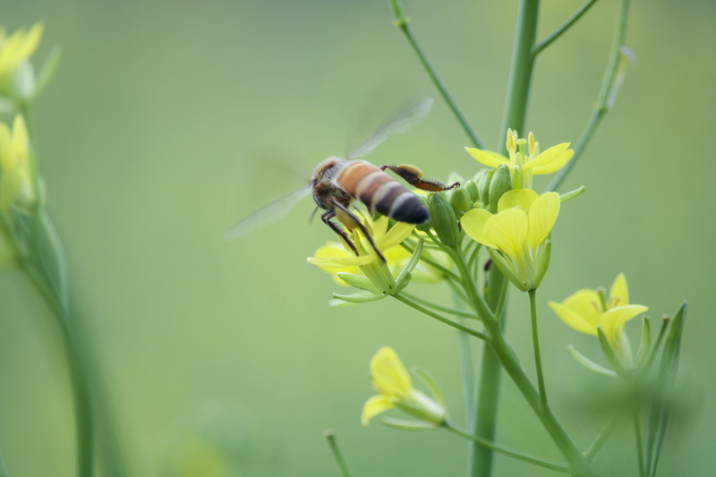 mustard flower, green color, invertebrate, fragility, andrena, pollination, hornet, no people, honey bee, blossom, one animal, insect, nature, animal themes