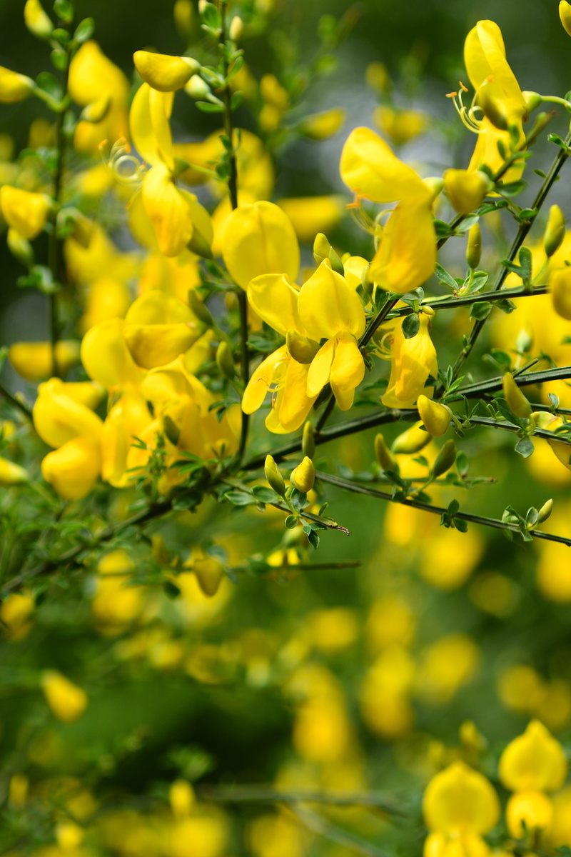 oilseed rape, close-up, field, blooming, garden, growth, fragility, yellow, botany, flowers, no people, beautiful, agriculture, vulnerability, plants, bush