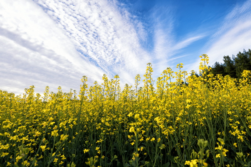 land, petal, organic, vitality, bloom, environment, rural, Plant, horizontal, finland, tranquility, Flower, yellow, freshness, agriculture, cloud - sky