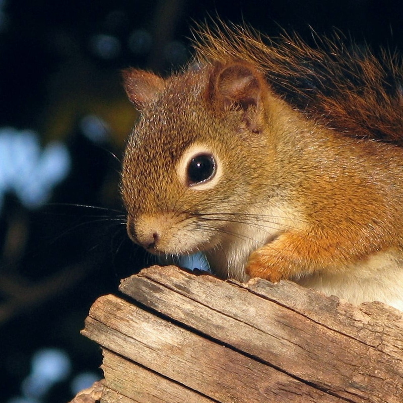 fur, close-up, nature, Canada, mammal, rodent, Québec, fluffy, Tamiasciurus hudsonicus, red, GG, Canon PowerShot G7, animal, Red Squirrel, squirrel, wildlife