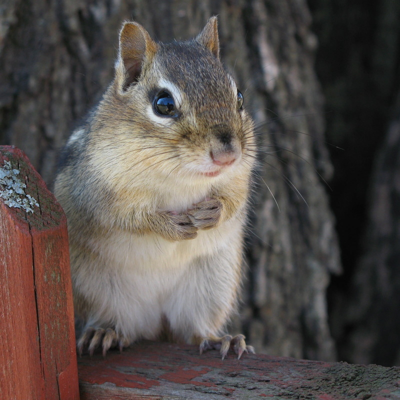 fluffy, nature, cute, rayé, squirrel, Sciuridae, Eastern chipmunk, chipmunk, mammal, Tamias striatus, GG, Canon PowerShot G7, wildlife, gray squirrel, outdoors
