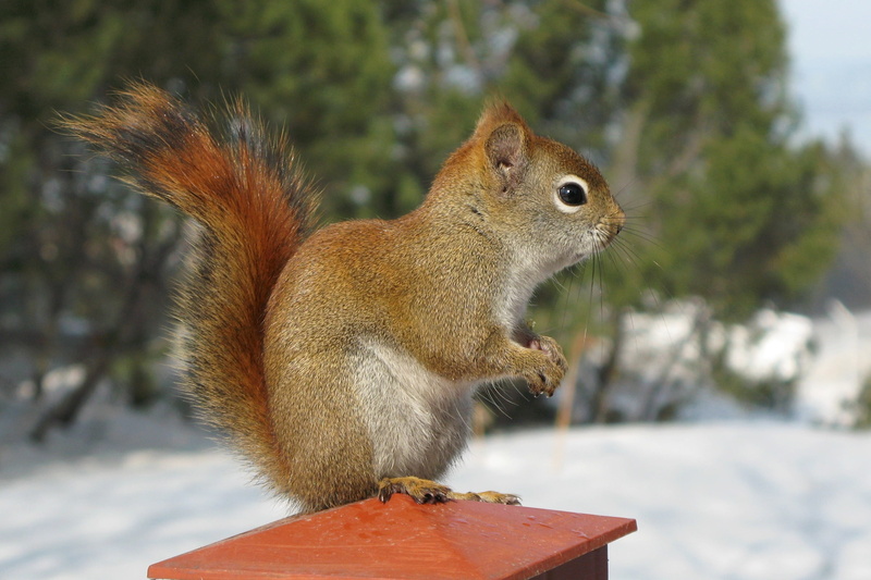 Québec, 2K, outdoors, Canon PowerShot G7, red, wildlife, Sciuridae, squirrel, Red Squirrel, chipmunks, brown, cute, Tamiasciurus hudsonicus, mammal, eating