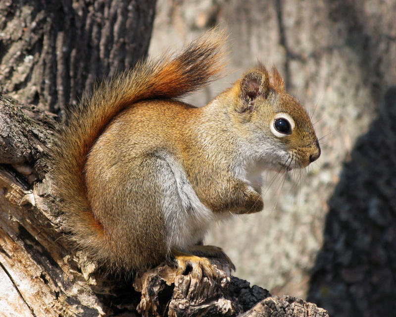 Tamiasciurus hudsonicus, wildlife, brown, forest, photo, Canon PowerShot G7, animal, outdoors, Québec, cute, rongeur, squirrel, 1080P, nature, Sciuridae