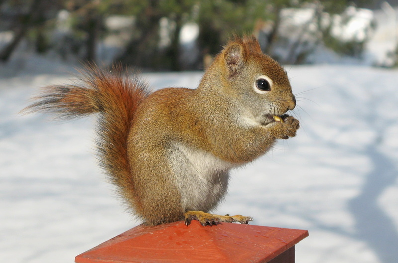 GG, mammal, Pine squirrel, animals In The Wild, Tamiasciurus hudsonicus, wildlife, Canon PowerShot G7, Red Squirrel, rodent, 1080P, eating, cute, Sciuridae