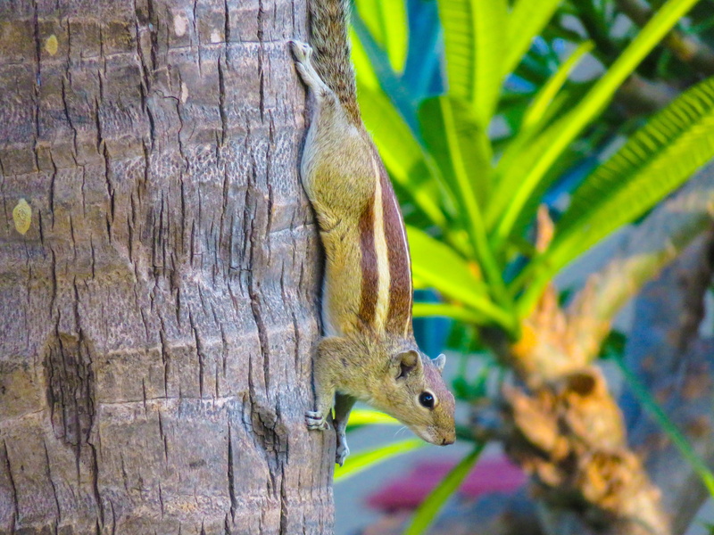 vertebrate, animal wildlife, nature, animal photography, brown, 5K, close-up, day, no people, animals in the wild, wildlife, tree, plant, tree trunk, macro