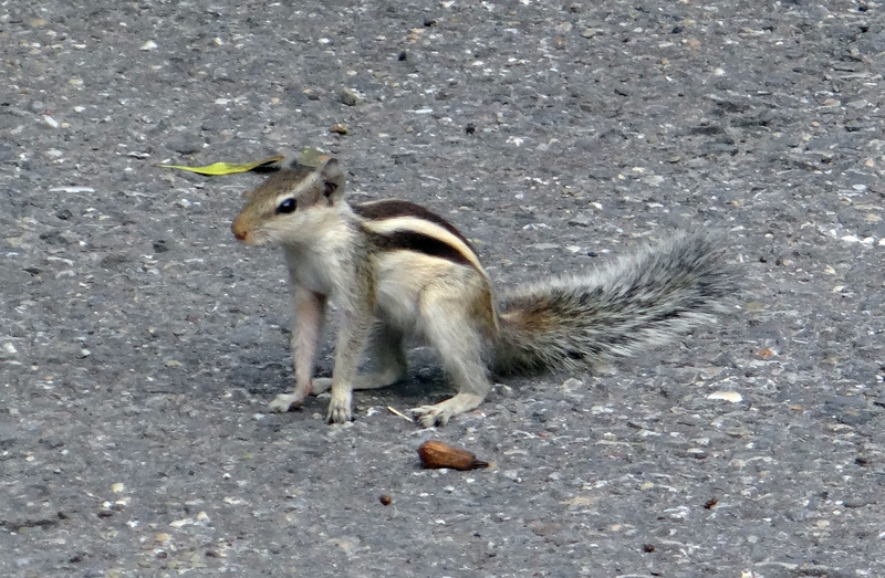 animals in the wild, indian palm squirrel, india, mammal, rodent, three-striped palm squirrel, animal wildlife, 1080P, eating, vertebrate, squirrel, zoology