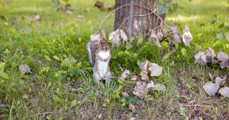 wildlife, pets, garden, one animal, tree, foraging, sweet, cute, animal, squirrel, growth, animal themes, plant, no people, little, sciuridae, 2K, field