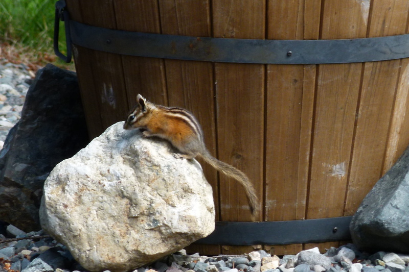 Chipmunk, nature, outdoors, fluffy, relaxation, close-up, day, no people, animals in the wild, animal wildlife, 2K, sitting, one animal, Squirrel, domestic