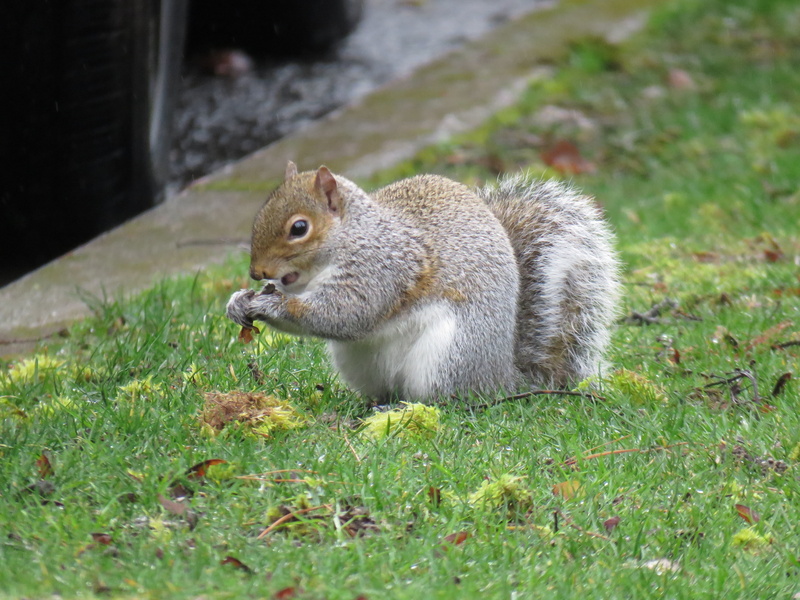 plant, day, mammal, animal wildlife, squirrel, one animal, eating, rodent, field, grass, animals in the wild, animal themes, green color, outdoors, furry