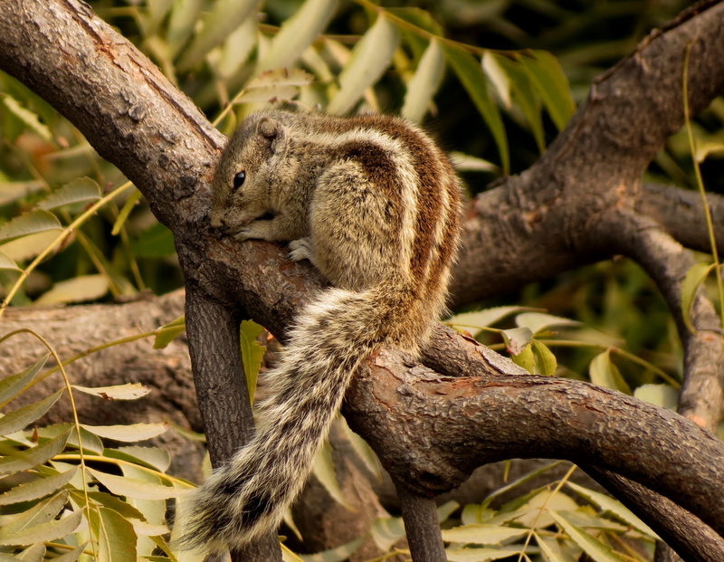 no people, close-up, wildlife, outdoors, zoology, vertebrate, stripes, animals in the wild, adorable, wild, plant, rodent, animal themes, chipmunk, day