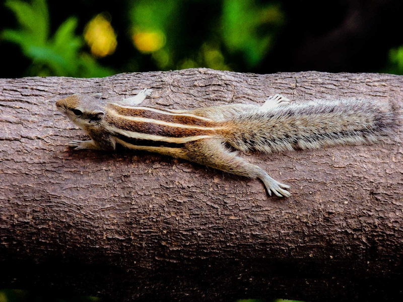 relaxation, small squirrel, Sciuridae, bearded dragon, striped squirrel, vertebrate, Chipmunk, striped, reptile, one animal, Rodent, tree, day, fur, tiny squirrel