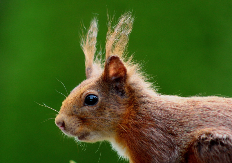no people, close-up, hair, nature, 2K, looking, vertebrate, whisker, close, animal photography, focus on foreground, photography, animal body part, one animal