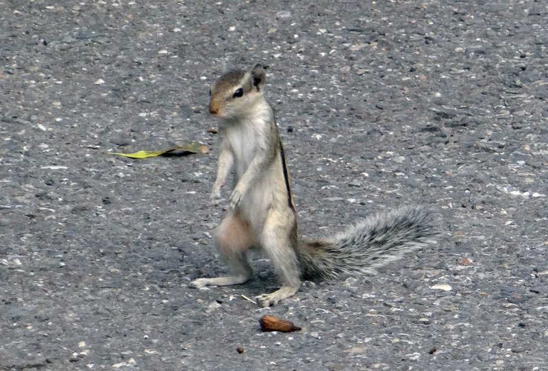 day, one animal, no people, funambulus palmarum, food and drink, mammal, indian palm squirrel, nature, rodent, eating, india, land, sciuridae, outdoors