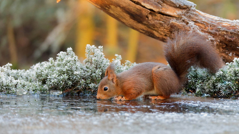 rodent, trees, water, drinking, tree squirrels, animals, branch, squirrel, 2K, depth of field, sciuridae