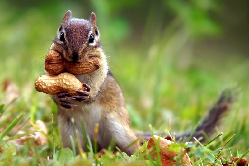 leaves, mammal, curiosity, summer, outdoors, animals And Pets, squirrel, 1080P, looking, nature, pets, sitting, red, animal wildlife, green Color, animals In The Wild