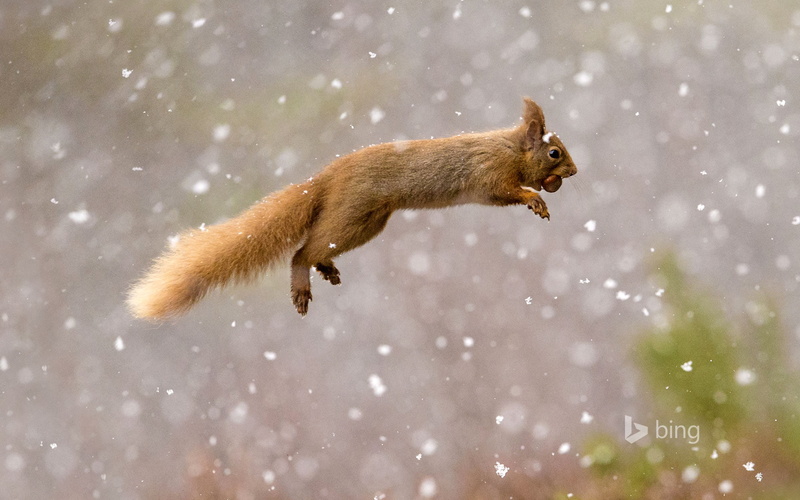 1080P, red, squirrel, brown