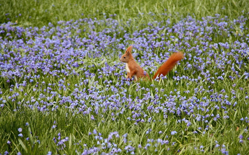 animals, flowers, field, blue, 1080P, red, squirrel, daze
