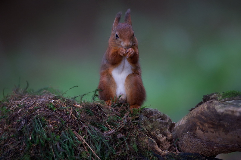 monkey, nature, fur, squirrel, animals In The Wild, plant, mammal, forest, stones, chipmunk, fluffy, looking, grass, small, tail, outdoors, no people, nut - Food