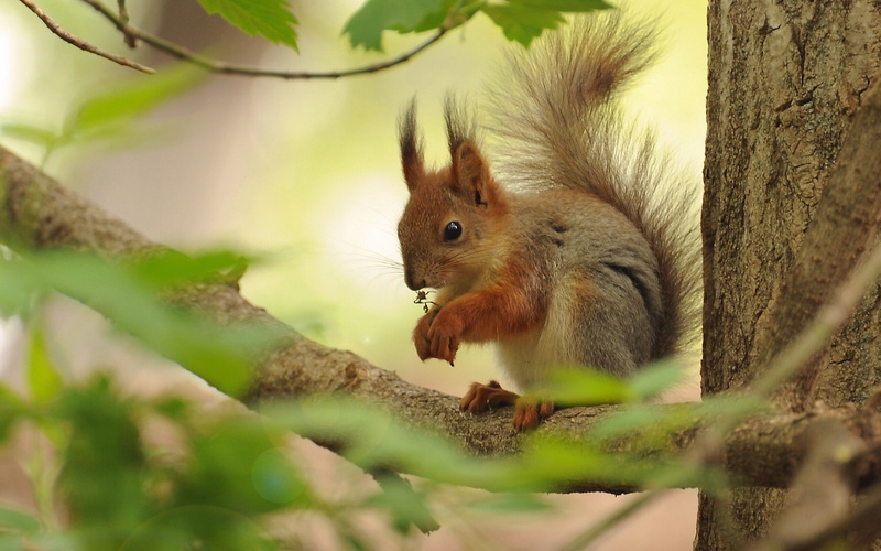 tree, squirrel, branch, 1080P, red, Best s