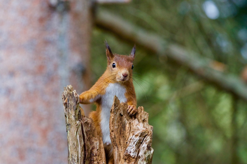 scotland, bushy, animal, animal themes, one animal, animal wildlife, nature, top, trunk, focus on foreground, rodent, cute, woodland, focus, tree, log