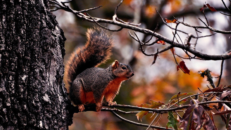 Tree, Squirrel, Red, 1080P
