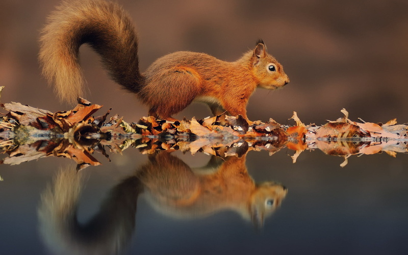 vertebrate, brown, animals In The Wild, reflection, squirrel, outdoors, close-up, nut - Food, nature, one Animal, branch, tail, no people, 1080P, small