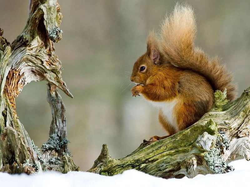 cute, nut - Food, animals In The Wild, no people, red hair, branch, eating, bushy, brown, forest, woodland, one Animal, snow, fur, leaf, nature, mammal