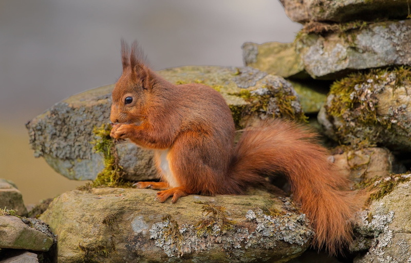 vertebrate, no people, fur, animals In The Wild, sitting, eating, outdoors, animal wildlife, mammal, squirrel, rock, focus on foreground, small, brown
