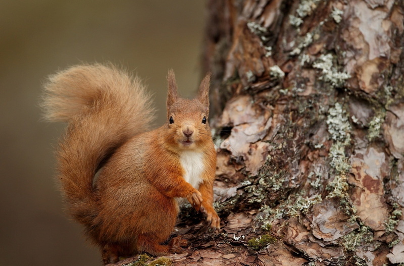 tail, whisker, close-up, forest, nature, animal wildlife, brown, day, 1080P, fur, squirrel, fluffy, autumn, rodent, bushy, wood, no people, tree, animal
