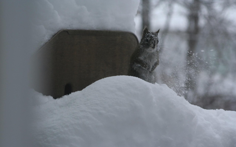 bath in snow, red, snow, winter, nature, squirrel, red squirrel, 1080P, animals, bath
