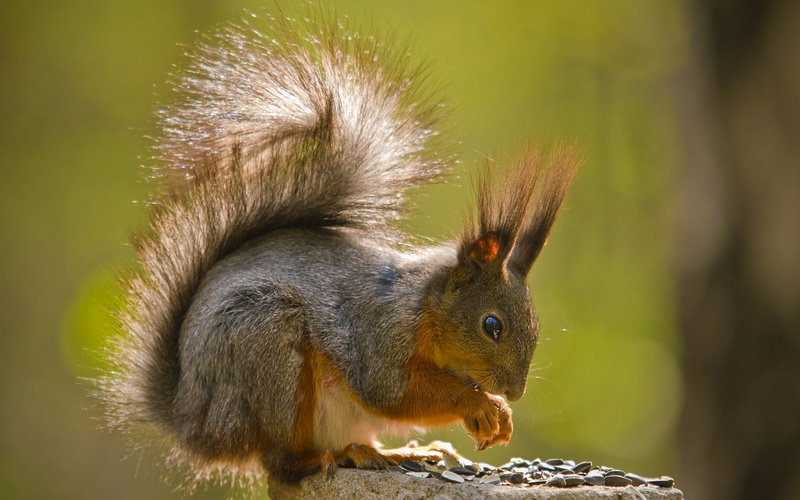 mammal, herbivorous, looking, profile view, animals In The Wild, vertebrate, brown, nature, red, eating, green Color, animal wildlife, day, wildlife, close-up